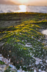 Green seaweed on the rock