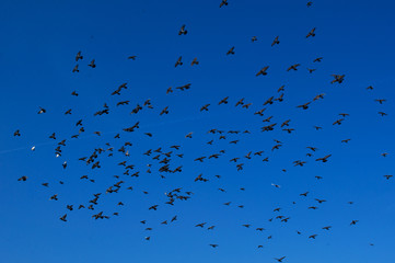 flock of birds flying in blue sky