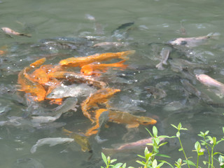 fish in the pond at pakis village,malang-east java.indonesia