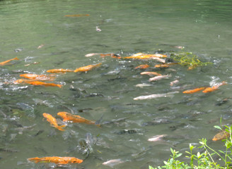 fish in the pond at pakis village,malang-east java.indonesia