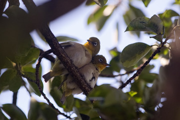 メジロのつがい