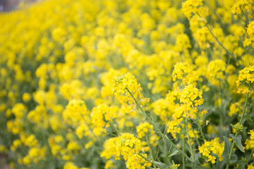 Obraz premium 菜の花
