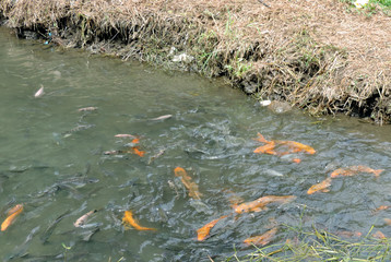 fish in the pond at pakis village,malang-east java.indonesia © maya