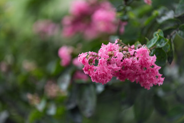 Obraz premium Beautiful pink flowers of Crepe Myrtle plant