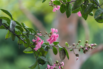 Beautiful pink flowers of Crepe Myrtle tree