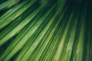 close up texture of big palm tree leaf