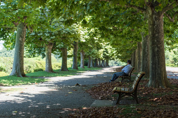 Urban park with green trees and wooden benches. Park alley