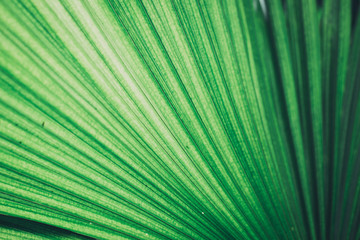 Obraz premium close up texture of big palm tree leaf