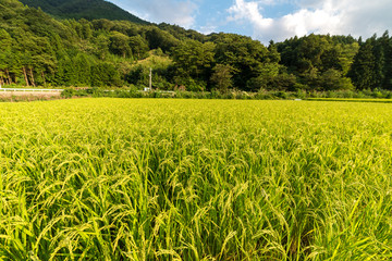 Ripe rice plant close up. Rice field agriculture background