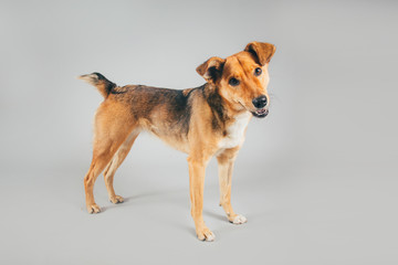 Cute and funny adopted dog posing for the camera in a studio