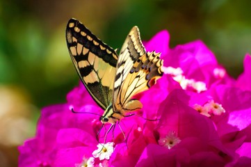 butterfly