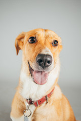 Cute and funny adopted dog posing for the camera in a studio