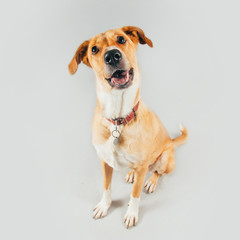 Cute and funny adopted dog posing for the camera in a studio