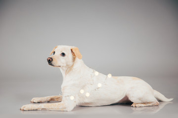 Cute and funny adopted dog posing for the camera in a studio