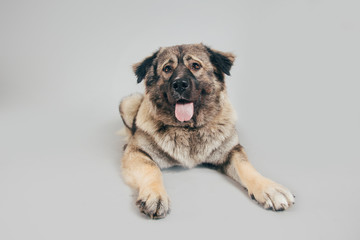 Cute and funny Caucasian Shepherd dog posing for the camera in a studio