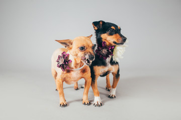 Cute and funny adopted dog posing for the camera in a studio