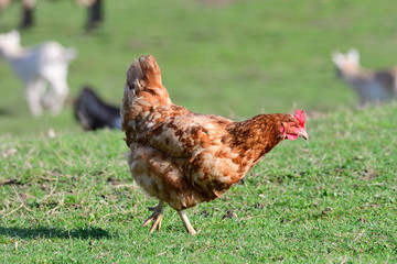 Rotbrauen Henne auf einer Wiese
