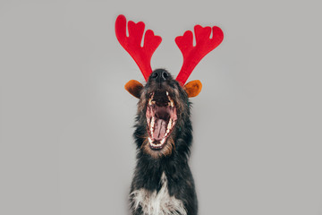 Christmas postcard with funny dog and antlers.