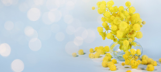 Spring background with mimosa