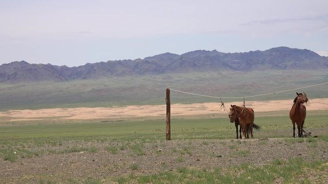Mongolian horses tied on a rope holder in Gobi desert, Mongolia, 4k