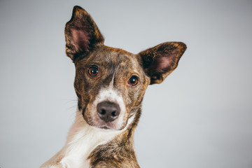 Cute and funny adopted dog posing for the camera in a studio