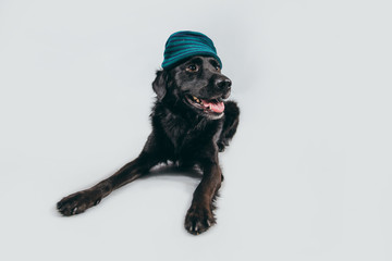Cute and funny adopted dog posing for the camera in a studio