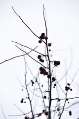 micro apples. raenet