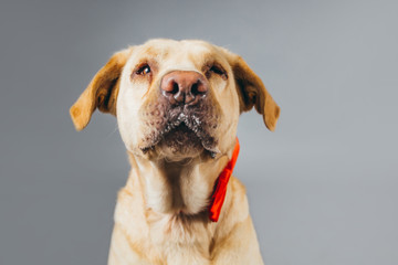 Cute and funny adopted dog posing for the camera in a studio