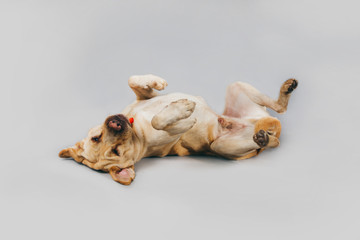 Cute and funny adopted dog posing for the camera in a studio
