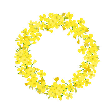 Canola wreath, Rapeseed garland blossom flowers card. Vector template. Flowering colza chaplet. Brassica napus crown. Blooming yellow rape.