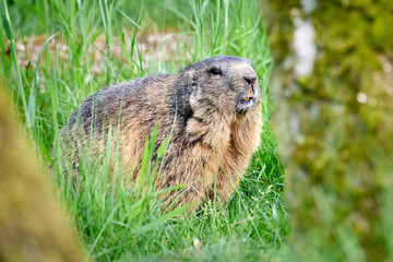 Naklejka na ściany i meble Alpine Marmot Closeup (Marmota marmota)