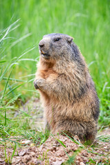Alpine Marmot Closeup (Marmota marmota)