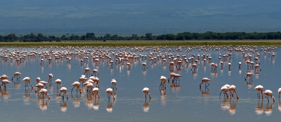 Flamingos