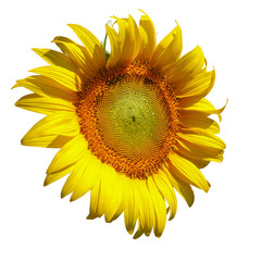 sunflower isolated on white background