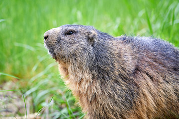 Alpine Marmot Closeup (Marmota marmota)
