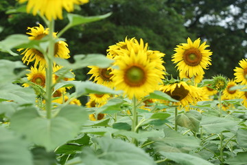 sunflower blooming in nature garden, beautiful yellow flower blossom in morning day of springtime