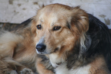 Hund, Portrait