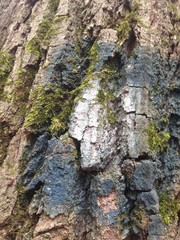 Background image of tree bark and roots. The terrible face of a monster, goblin, ghost. Nature itself comes up with such unusual paintings and sculptures, one must look at a distance.