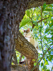 Young gray tabby cat sitting on green tree and sniffing trunk in spring sunny day. Cat outdoor. Pets in the nature. Domestic cat enjoys freedom outside the house