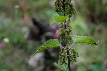 Mountains nature in summer time close up shot.
