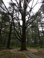 forêt de cedres dans le  luberon