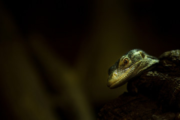 blue monitor lizard portrait
