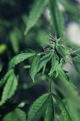 Naklejka na ściany i meble Close-up of the female flower of a cannabis plant