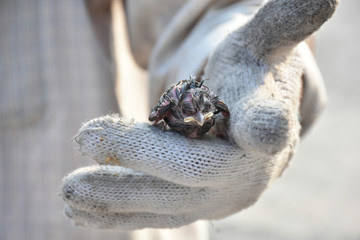 Little bird on hnad of people wearing cotton glove.