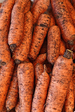 Heap of freshly excavated carrots, dirty, with earth