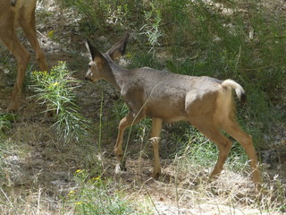 A Zion Canyon aux Etats-Unis