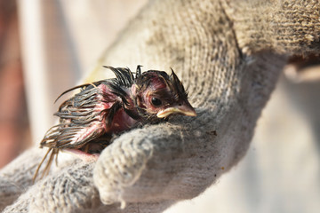 Bird newborn falls from nest.