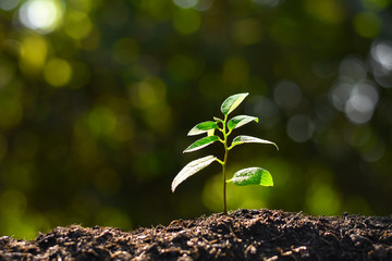 The seedling are growing in the soil.