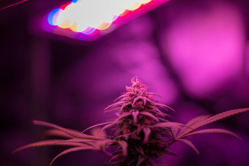 Cannabis flower in indoor grow tent with led light in background