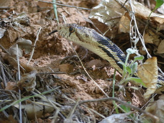 A Zion Canyon aux Etats-Unis